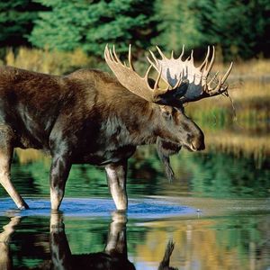 Meet your Posher, Deb